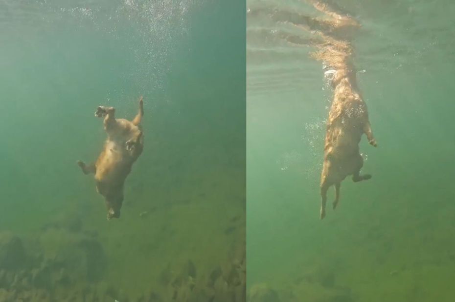 黃金獵犬使出超高難度的「螺旋式下潛」。（圖／翻攝自微博）