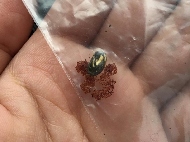 網友分享捏了一隻激似金龜子的小蟲後，竟爆出大量紅色顆粒。圖／翻攝自臉書社團「爆廢公社二館」