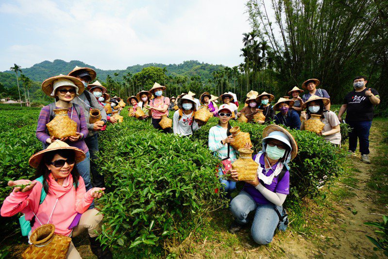 時值一年一度的三峽春茶產期，三峽綠茶季系列活動也已啟動。圖／新北市農業局提供