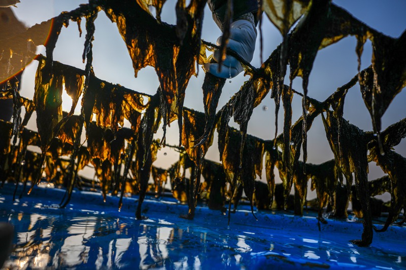 西方國家現在對海藻趨之若鶩，投資人的焦點早已超越傳統美食。圖為研究人員在南韓所安島附近海藻養殖場採樣。圖／紐約時報
