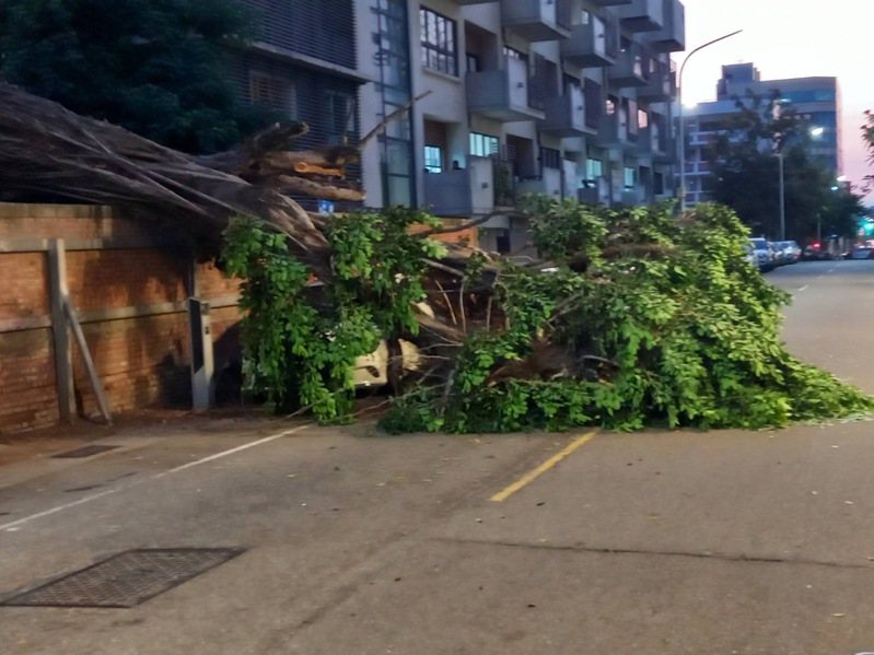 台南市中西區樹林街今天傍晚突然發生學校樹木倒塌，壓到停在圍牆外停車格內白色轎車，幸好沒有人在車上。記者黃宣翰／翻攝
