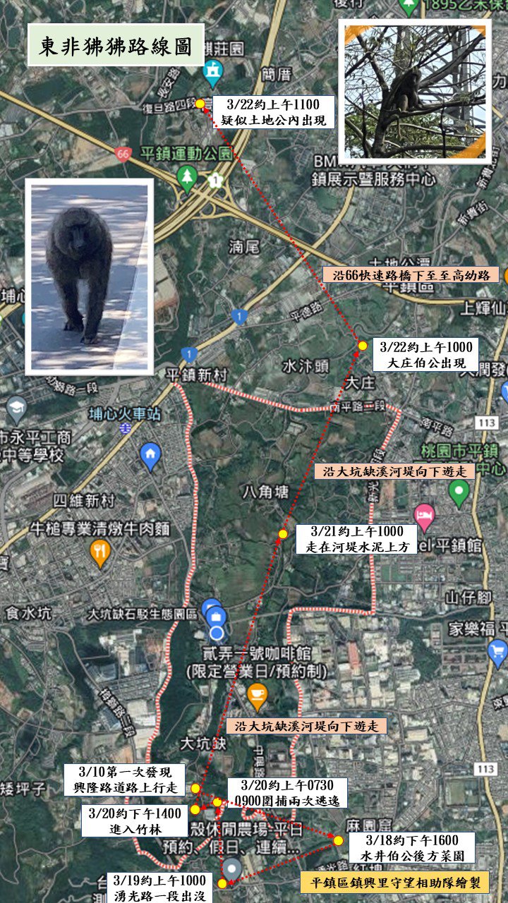 六福村動物園東非狒狒脫逃至桃園市平鎮區，里長繪製逃脫路線呼籲民眾小心（點我看大圖）。圖／翻攝黃志杰臉書