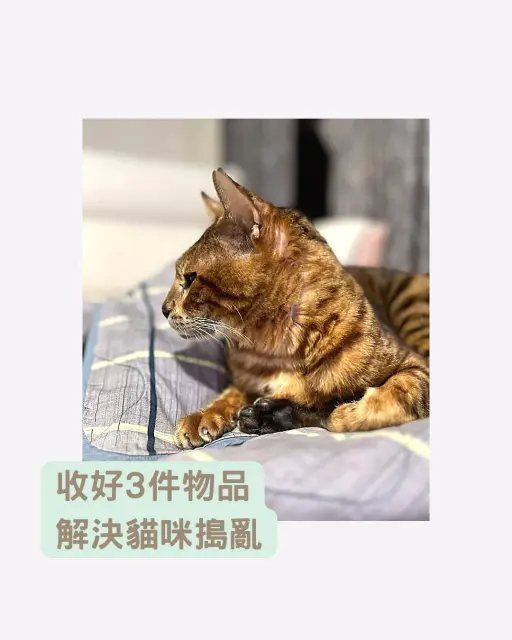 （圖／「RUBY & STACY 貓咪訓練師 | 貓行為諮詢」IG授權提供，未經同意請勿轉載）