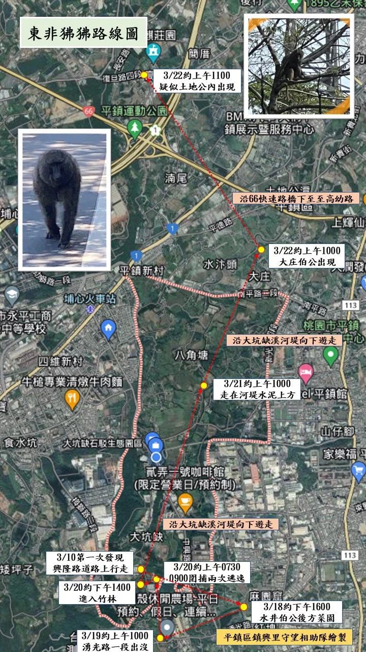 六福村動物園東非狒狒脫逃至桃園市平鎮區，里長繪製逃脫路線呼籲民眾小心。圖／翻攝 黃志杰臉書