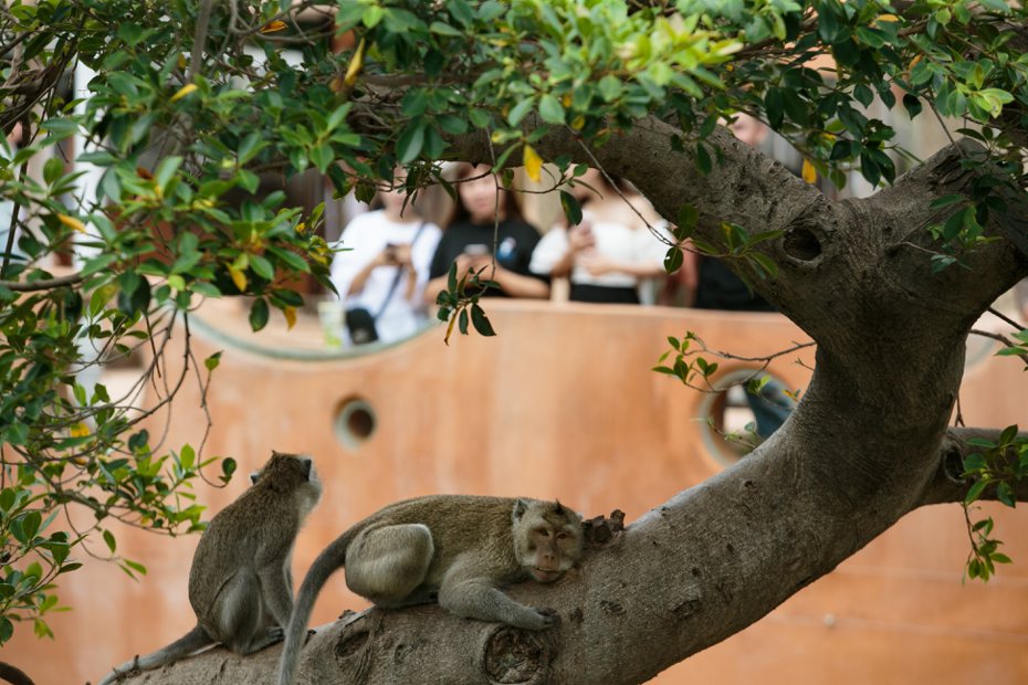 新竹市立動物園設有猴島讓猴群生活，圖為新竹市立動物園的馬來猴。本報資料照