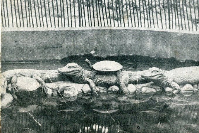 圓山動物園早期飼養的鱷魚是脫逃紀錄的元老，還曾兩度脫逃。圖／台北市立動物園提供