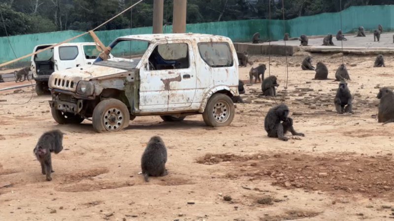 六福村東非狒狒證實比原先列管數量多1隻，園方解釋是因有寶寶出生。記者巫鴻瑋／翻攝
