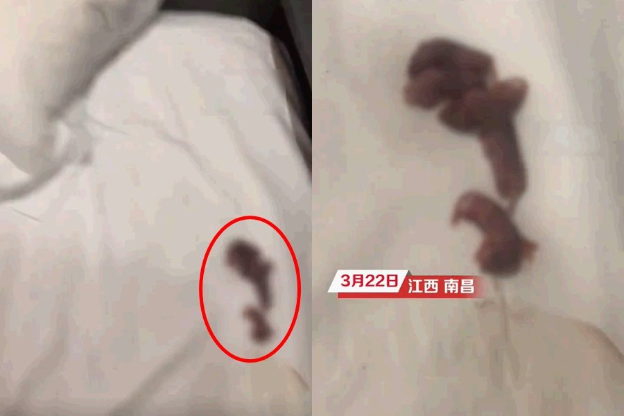 房客發現枕頭底下躲著一窩剛出生的小老鼠。圖擷自微博