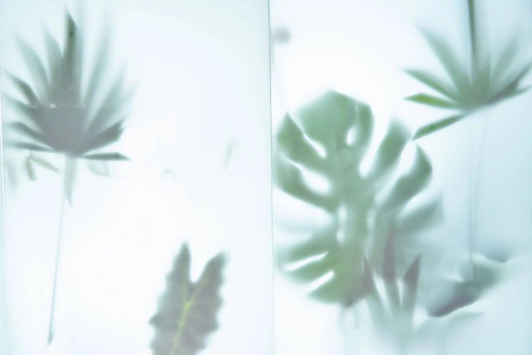 植物體現出優雅剪影。圖片來源／TIN TIN STUDIO提供