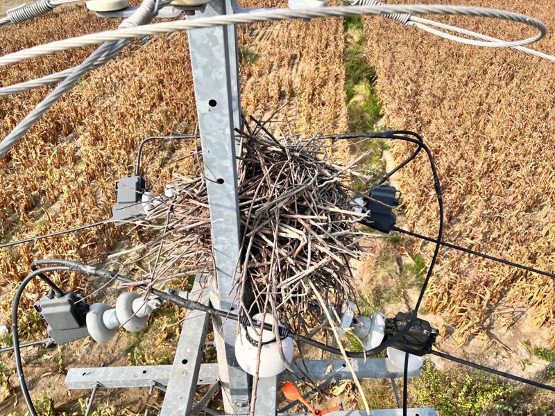 台電台南區處今 以來已移除178處電線桿上的鳥巢。圖／台電提供