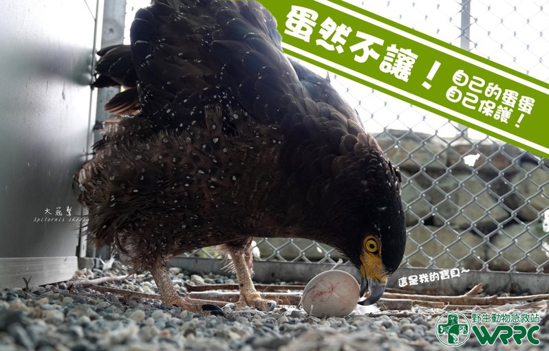 大冠鷲「花生糖」細心呵護牠的蛋寶貝。圖／取自臉書粉專「野生動物急救站」