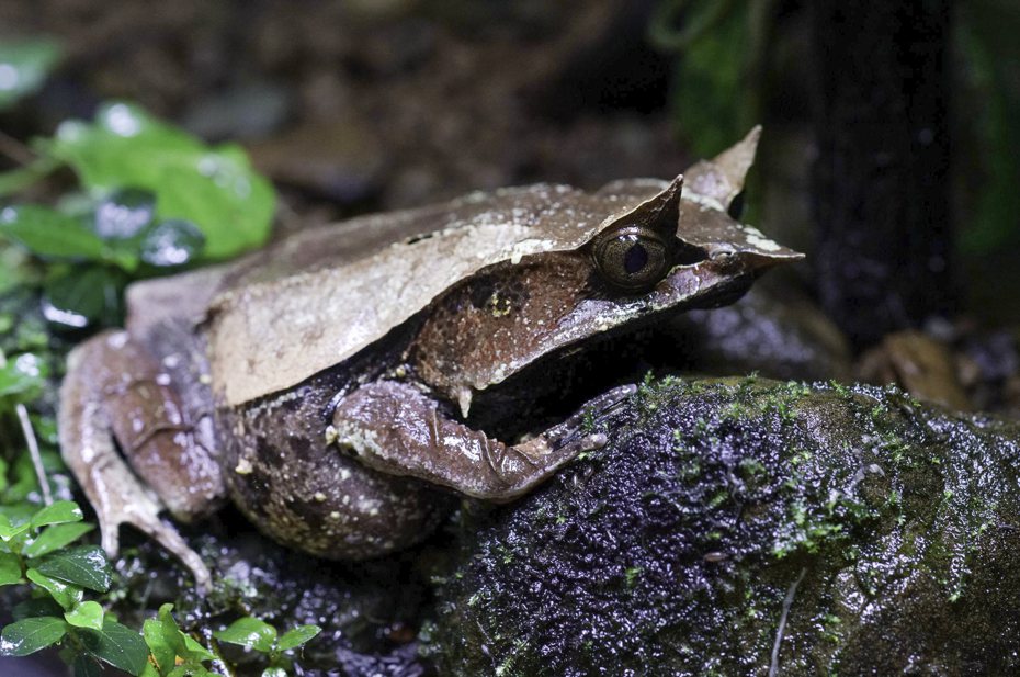 台北市立動物園照養的三角枯葉蛙，去年10月陸續產下上千顆卵的卵團。圖／動物園提供，詹德川攝影