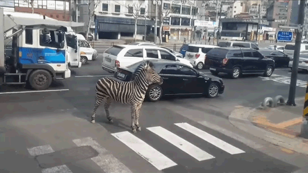 斑馬「Sero」在街頭亂跑。圖擷自Youtube