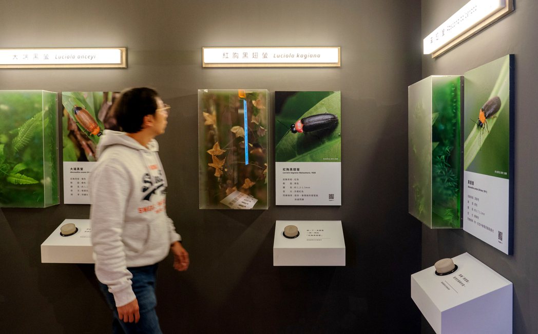 標本製作團隊「興趣誌」於展區中展示了多種標本，呈現八仙山的生物多樣性。 圖／無有...