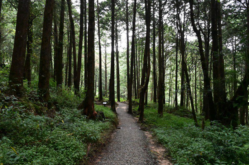 阿里山國家森林遊樂區更有新開放的「水山療癒步道」，可進行自導式森林療癒體驗，都是紓壓療癒身心的好地方。圖／嘉義林區管理處提供