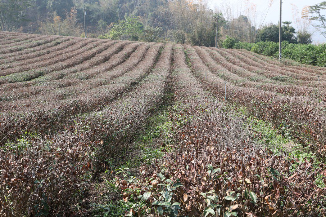 南投入冬無雨，山區茶樹大面積乾枯，春茶產量狂掉8成。圖／南投縣政府提供
