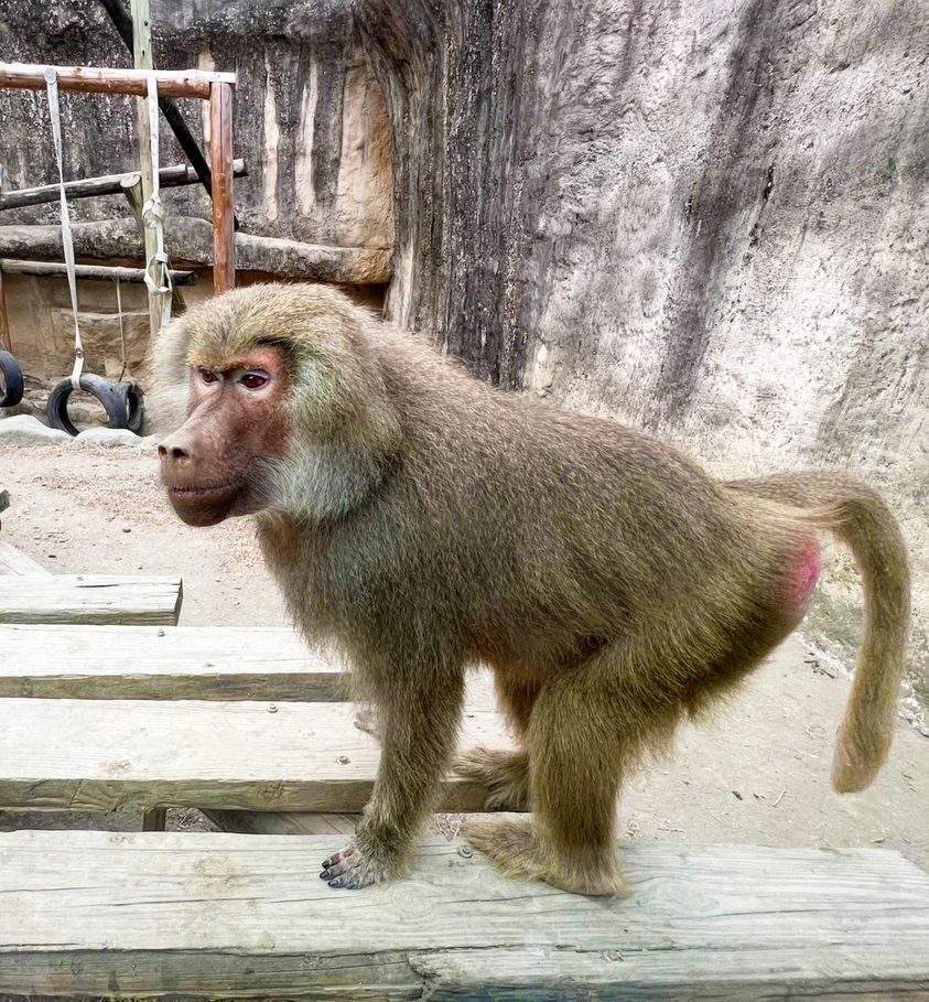 高雄壽山動物園也有養狒狒，第一時間清點沒有脫逃。圖／取自陳其邁臉書