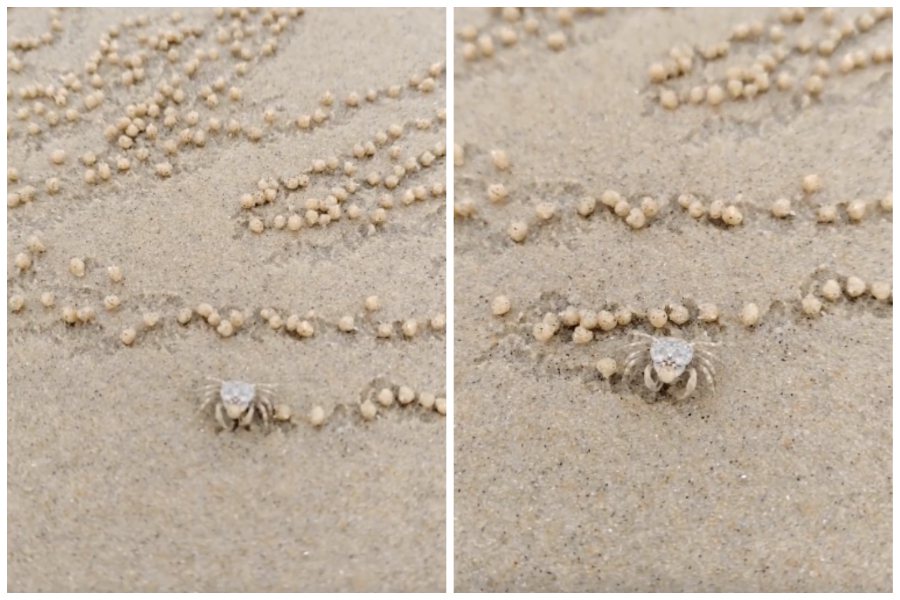 沙灘上螃蟹一邊橫著走一邊快速做出一顆顆沙球。圖取自微博