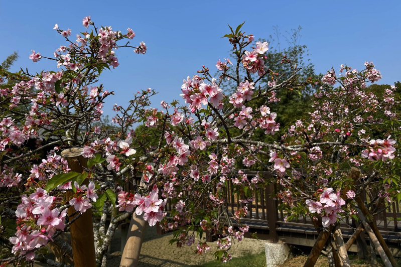 台南山上花園水道博物館淨水池區栽種的櫻花從2月開始陸續開花，數量最多的河津櫻花期即將結束。（台南市文化局提供）