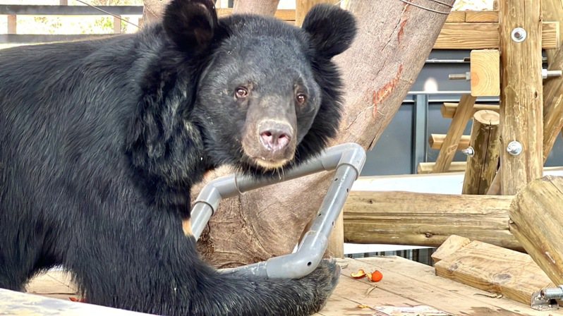 壽山動物園的黑熊正拆解彎管以便享用食物。圖／高雄壽山動物園提供