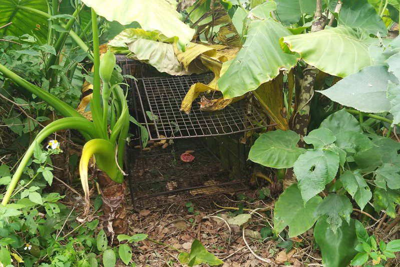 桃園市政府農業局在楊梅熱區改採待命誘捕策略，多點放置香蕉食物的誘捕籠（見圖）放鬆狒狒戒心。圖／里長陳金福提供
