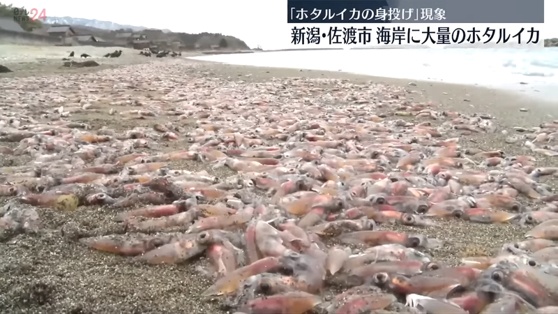 日本各地海灘發生烏賊大量擱淺的怪象。圖擷自youtube