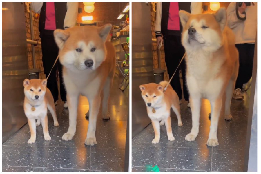 柴犬（左）vs.秋田。圖取自微博