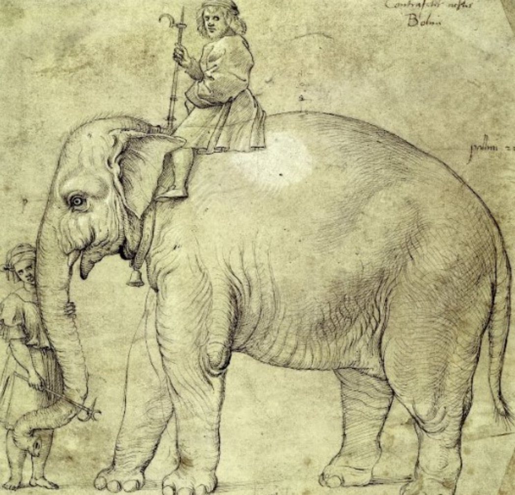 拉斐爾描繪的大象漢諾，雖然只是草圖，卻是截至當時為止，全歐洲最精確的大象圖像。 ...