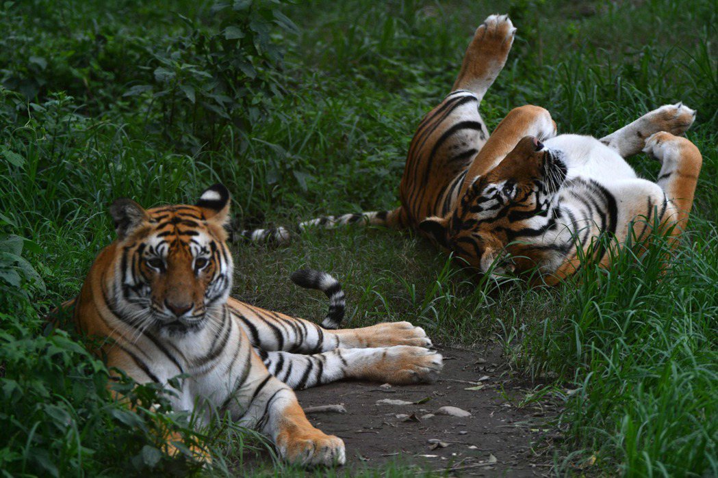 美國喬治亞州25日遭遇龍捲風襲擊，當地一座動物園的設施損壞後竟傳出有2隻老虎「失...