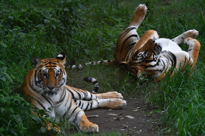 美國喬治亞州25日遭遇龍捲風襲擊，當地一座動物園的設施損壞後竟傳出有2隻老虎「失蹤」。（示意圖）法新社