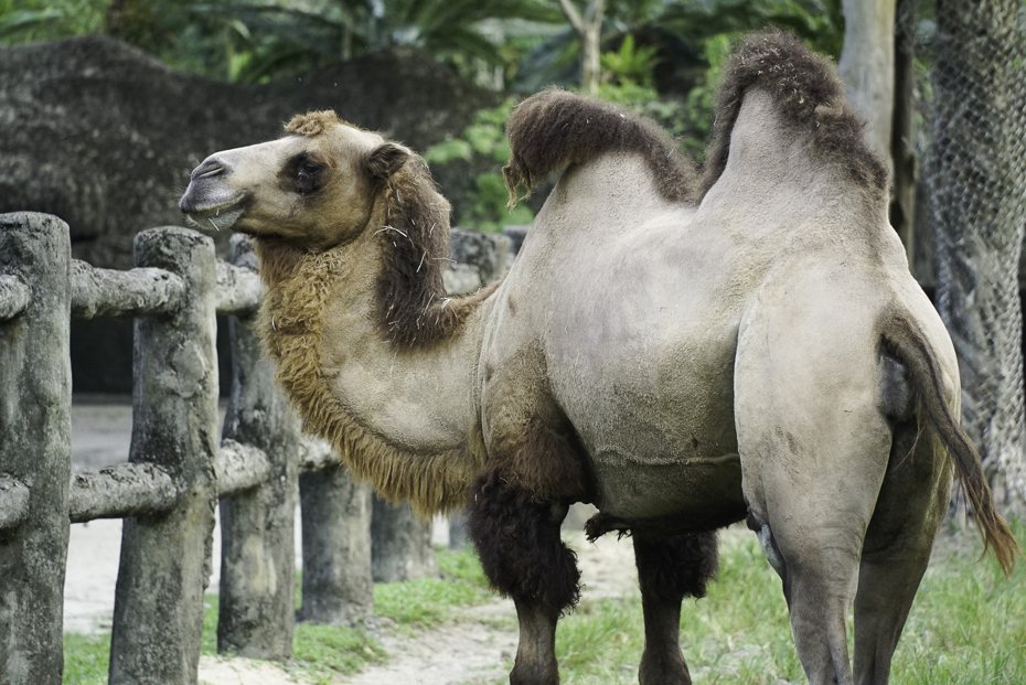 雙峰駱駝「梅煙」家族關係相當緊密。圖／動物園提供