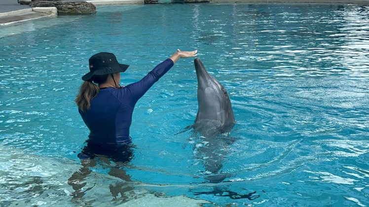 海豚訓練師示範與小海豚互動。記者許晉榮／攝影