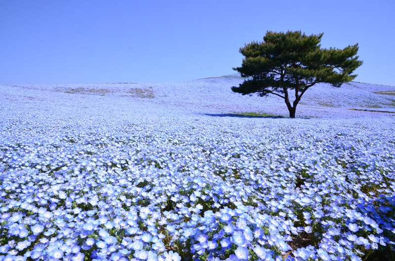 擁有「天空之花」美稱的粉蝶花也是這段期間必賞之花。位於茨城縣的國營常陸海濱公園，園內的粉蝶花之丘（みはらしの丘）530萬朵粉蝶花盛開。圖／有行旅提供