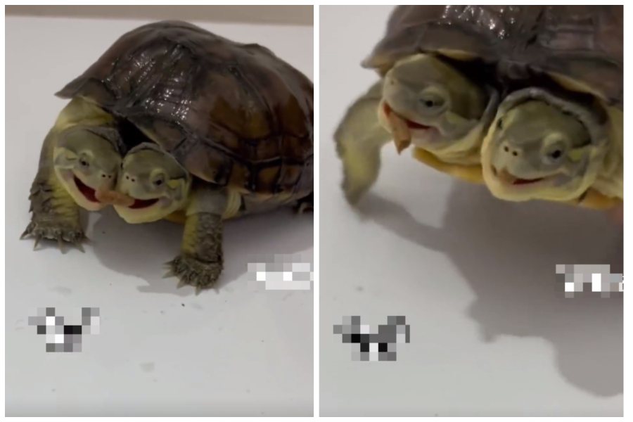 一隻雙頭龜在爭搶一個食物。圖取自微博