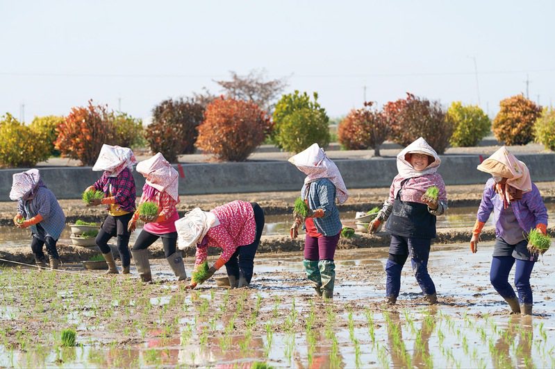 春季是水稻插秧時節，農民與水稻研究員奔走田野，將各式各樣的稻苗整齊插入水田裡。