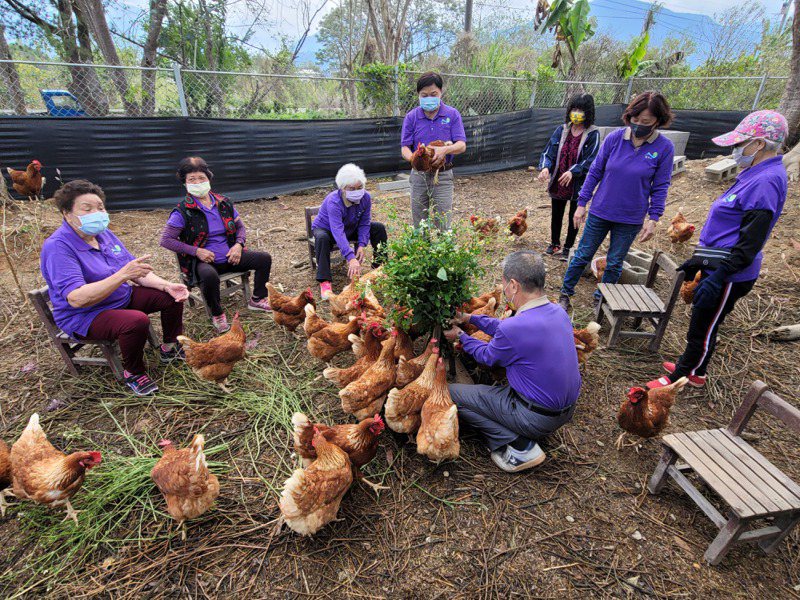 南投埔里珠仔山社區去年打造「五星級」雞舍，友善放養蛋雞，由社區銀髮長輩擔任照顧者，減緩高齡退化。記者賴香珊／攝影