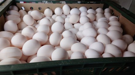 為彌補短期產能不足，農委會日前宣布開放10國進口雞蛋，以彌補國內短期產能不足，通路商今日起陸續開賣進口蛋。記者簡慧珍／攝影