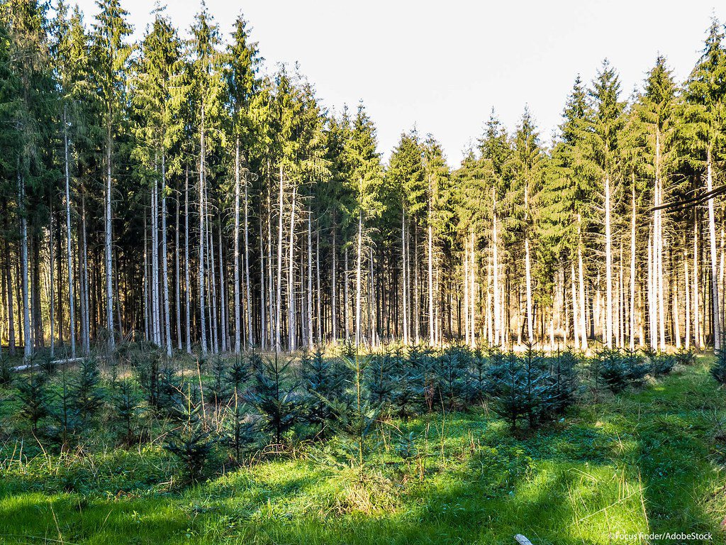 土地跟森林都有移除碳的功能，歐盟新規將要求會員國須提出具有約束力的2030年土地...