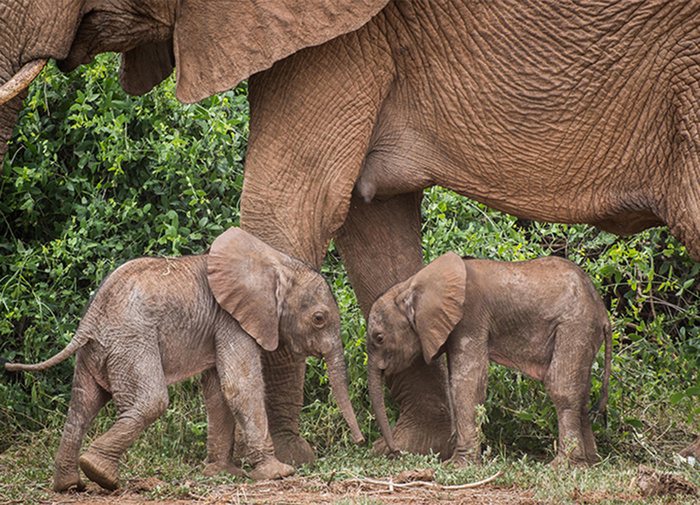兩隻小象緊緊跟在媽媽的身邊。圖擷自JANE WYNYARD/ SAVE THE ELEPHANTS