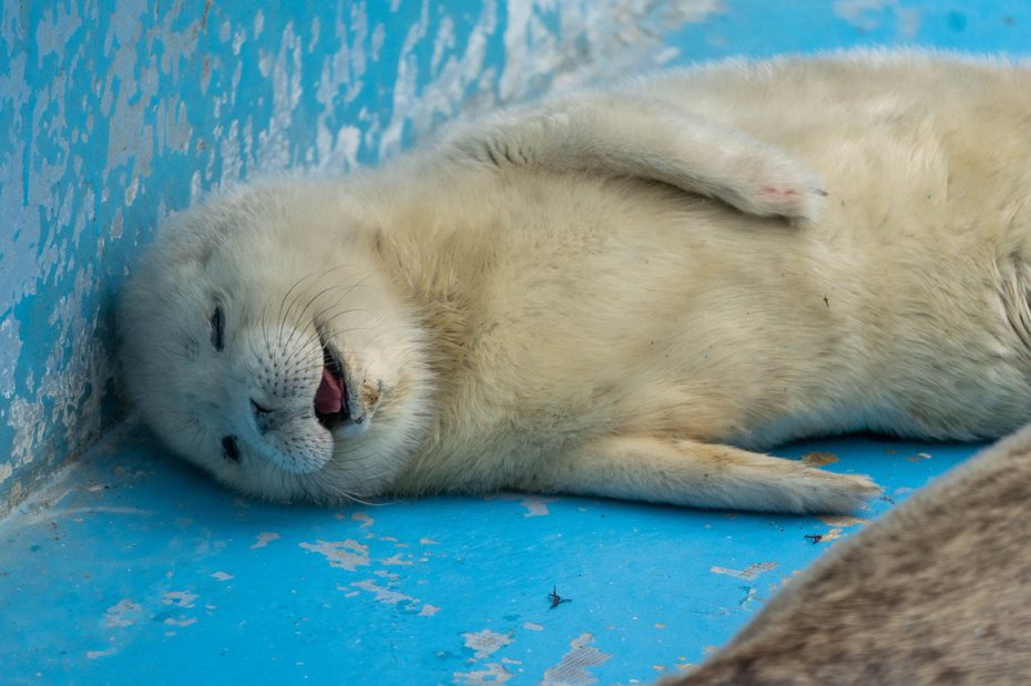 日本「立野寒布寒流水族館」的小海豹在園區裡睡得香甜。圖擷自推特@narickboxx