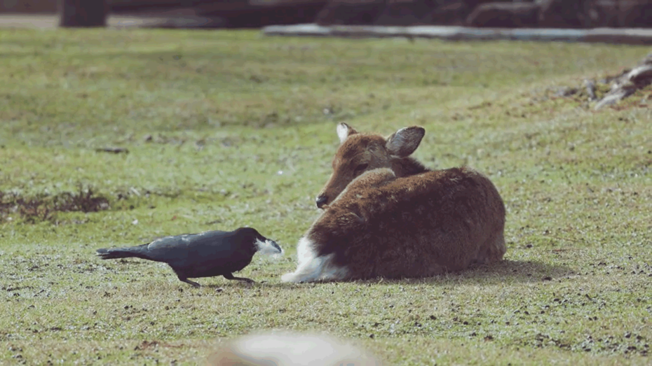 烏鴉偷拔奈良鹿毛被發現也不怕。圖擷自推特@igufoto