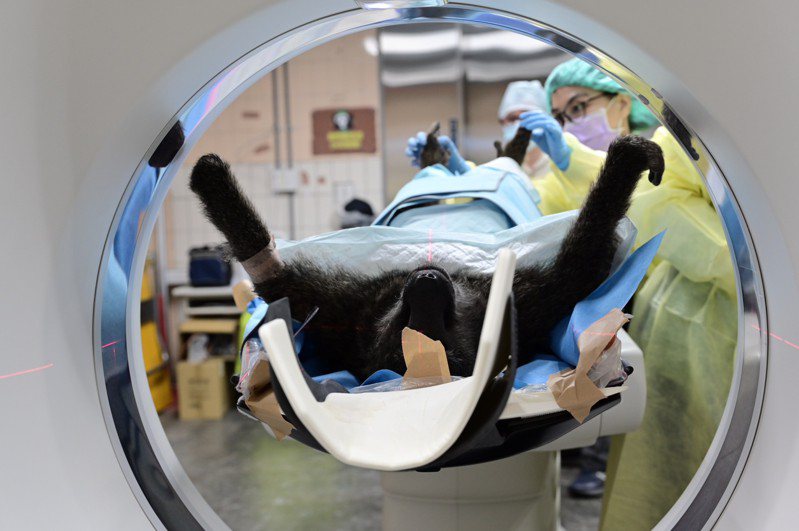 動物園為狒狒屍體做斷層掃描檢查。圖／林務局提供