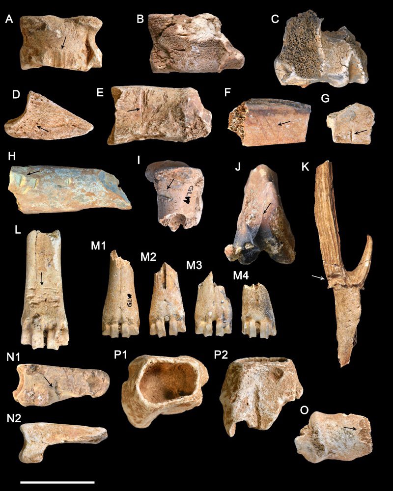 大陸研究人員發現，在左江流域貝丘遺址哺乳動物骨骼表面，有切割、敲砸、燒灼、制骨、齒痕等的人工痕跡。（取自中國科學院古脊椎動物與古人類研究所官網）