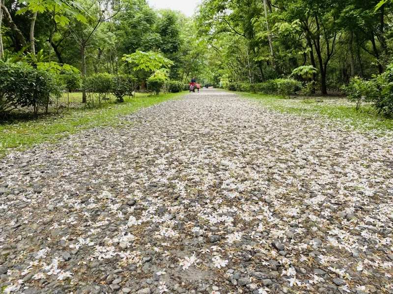 花蓮南華林業園區桐花花瓣掉落在地上，綿延不絕的景象就像雪白的地毯，十分浪漫。 圖...