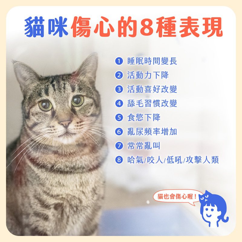(圖/貼心毛寶- 貓行為諮商與訓練 Pet Buddy授權提供，未經同意請勿任意轉載)