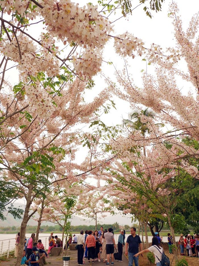 每年四月是花旗木盛開季節，微風在美濃湖畔吹落陣陣桃紅花雨，吸引遊客湧入拍照。 東...