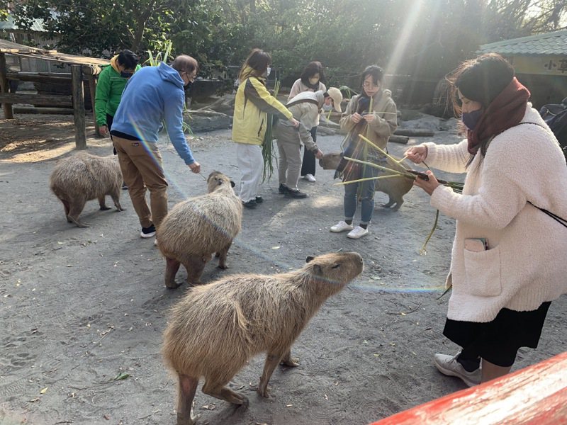 台南市頑皮世界水豚和遊客互動，很受歡迎。記者吳淑玲／攝影