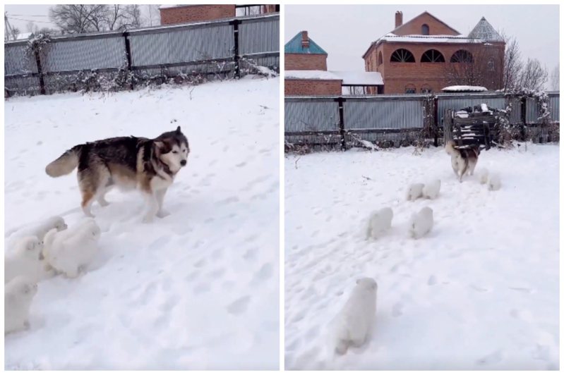 薩摩耶幼犬在積雪的路上玩耍並跟隨一隻阿拉斯加雪橇犬。圖取自微博