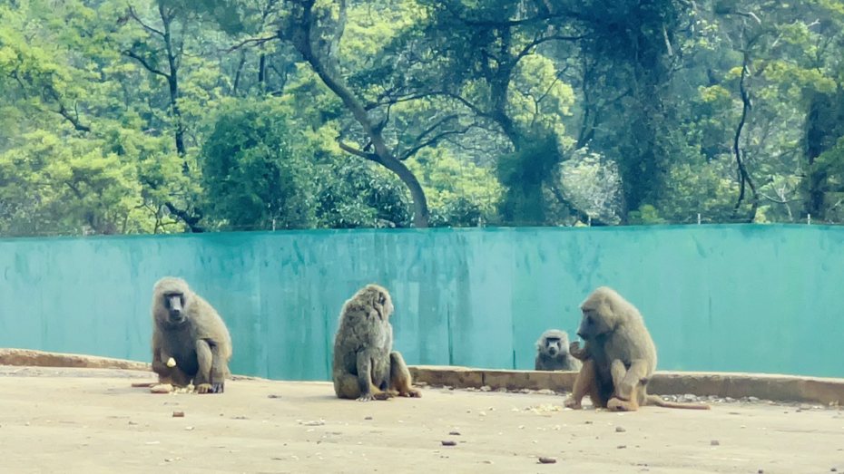 林務局回應，根據資料掌握，六福村並沒有對每一隻狒狒結紮，清點數量會考慮如何使用空拍影像或紅外線攝影機建立可用的AI辨識模型。記者郭政芬／攝影