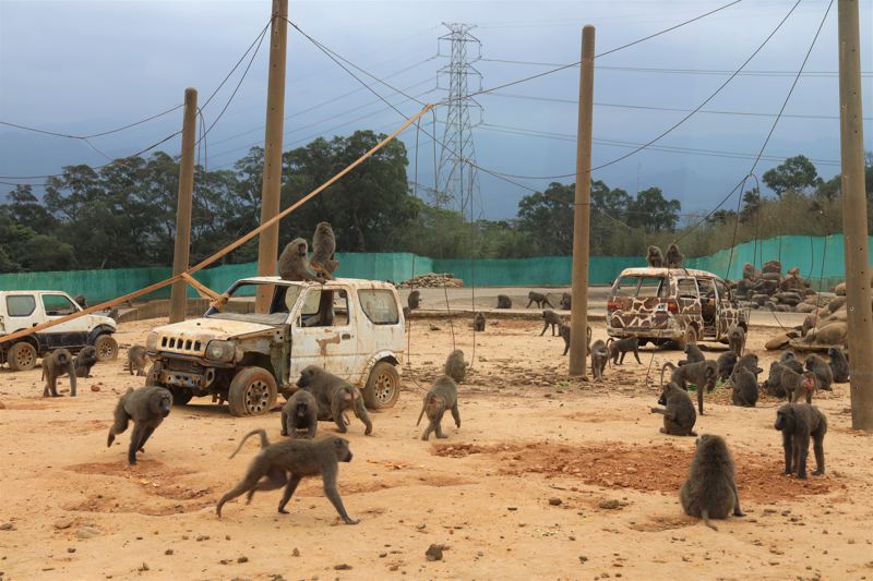 六福村深夜發出聲明稿坦承被槍擊殺死的東非狒狒來自於園區。圖／新竹縣政府提供